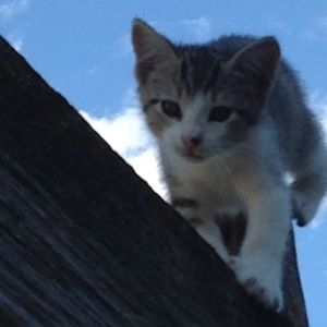 Meet your Posher, Hunter